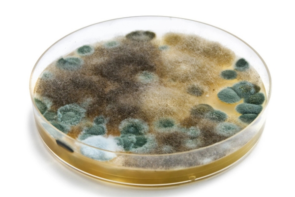 mold growth on a petri dish
