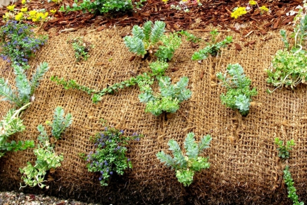 Plants growing through landscape fabric to prevent weed growth