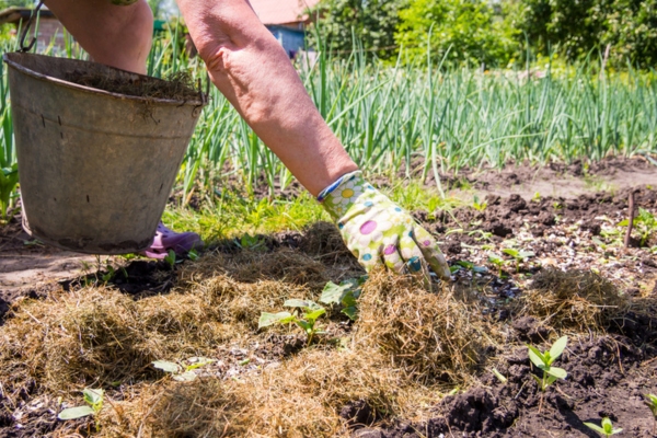 homeowner mulching the garden to avoid soil drying during summer