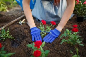 homeowner planting roses near a home heating oil tank